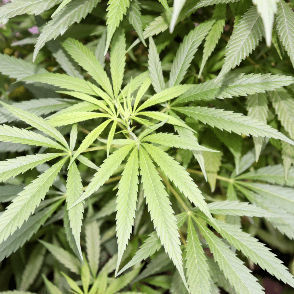 Cantidades de droga delito