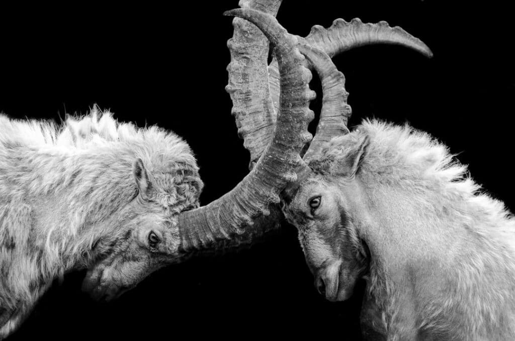 grayscale photo of ram head