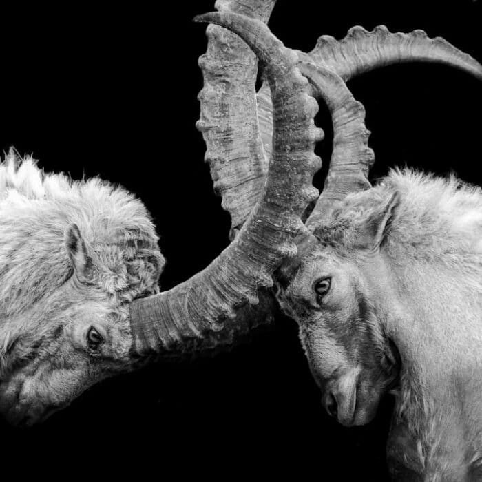 grayscale photo of ram head