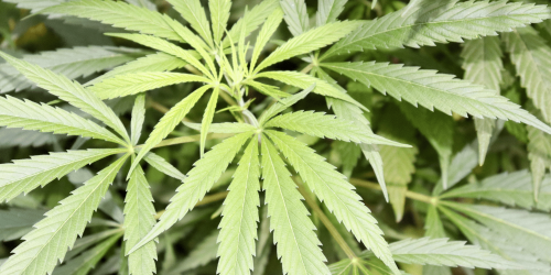 Cantidades de droga delito